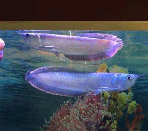 銀龍魚|銀龍魚飼養指南與物種介紹：從水族缸佈置到健康管理。